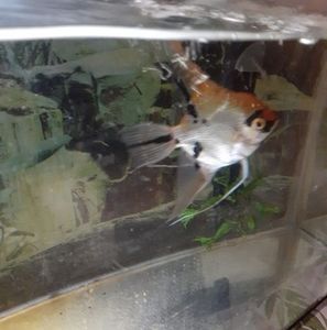 Meet your Posher, Hazel